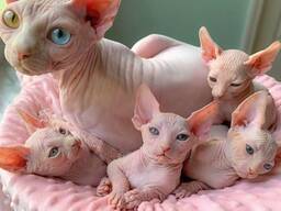 Prachtige Sphynx kittens. .