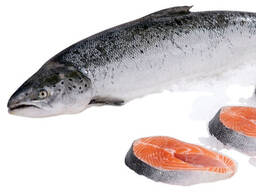 Noorse Atlantische Groothandel Filet a/ Verse Roze Zalm