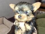 Обаятельные щенки Йоркширского Терьера - фото 2