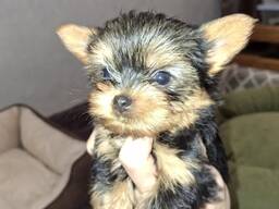 Обаятельные щенки Йоркширского Терьера