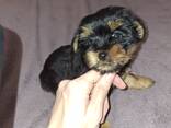 Обаятельные щенки Йоркширского Терьера - фото 10