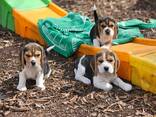 Prachtige Beagle-puppy's. - photo 1