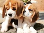 Onze prachtige beagles hebben schattige beaglepuppy's gekregen. - фото 1