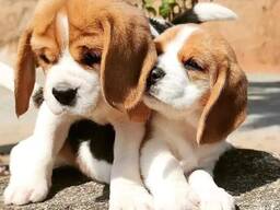 Onze prachtige beagles hebben schattige beaglepuppy's gekregen.