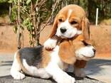 Onze prachtige beagles hebben schattige beaglepuppy's gekregen. - фото 3