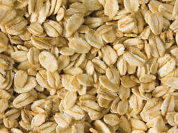 Organic Oat Bran