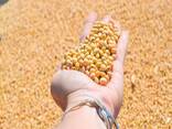 Organic Soybean meal/High protein 48% soybean meal for poultry feed - фото 1