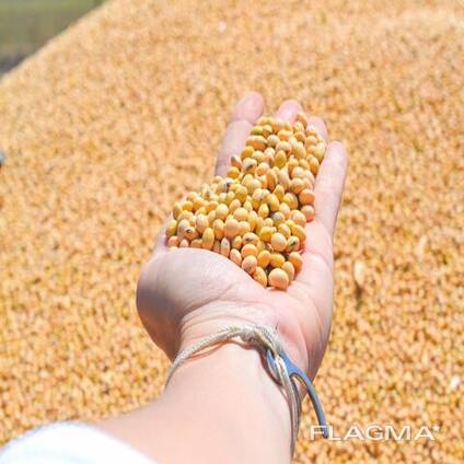 Organic Soybean meal/High protein 48% soybean meal for poultry feed