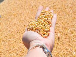 Organic Soybean meal/High protein 48% soybean meal for poultry feed