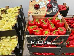 Paprika Capsicum Red, Green, Yellow