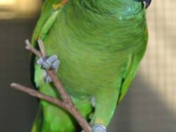 Parrot eggs