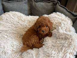Poedel puppy