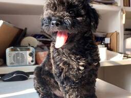 Poedelpuppy's zoeken een liefdevol thuis.