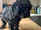Poedelpuppy's zoeken een liefdevol thuis. - фото 1
