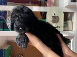 Poedelpuppy's zoeken een liefdevol thuis. - фото 2