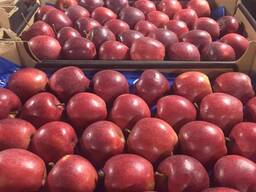 Poolse appels (Gala, Cortland, Szampion, Jonagold, Golden Delicious, Alwa en anderen)
