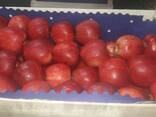 Polish apples (wide range of varieties) - фото 1