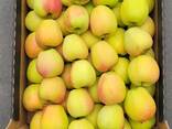 Poolse appels (breed assortiment aan variëteiten) - photo 7
