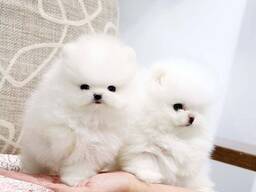 Pomeranian puppy's beschikbaar: reutjes en teefjes.