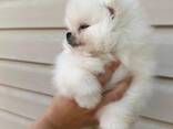 Pomeranian puppy's beschikbaar: reutjes en teefjes. - фото 1