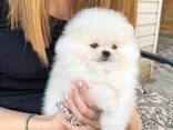 Pomeranian puppy's beschikbaar: reutjes en teefjes. - фото 2