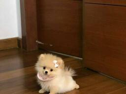 Pomeranian pups beschikbaar