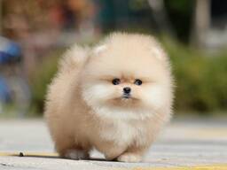 Щенки померанского шпица