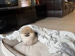 Продаются красивые щенки померанского шпица