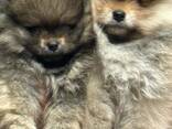 Pommerse puppy's - фото 1