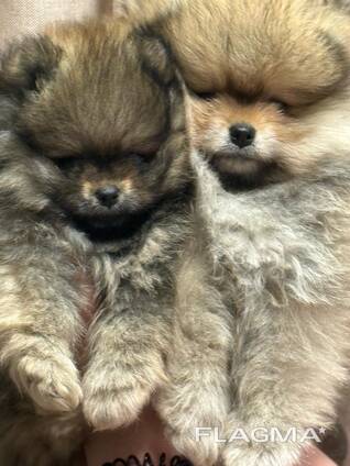 Pommerse puppy's