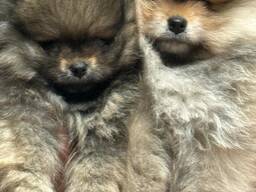 Pommerse puppy's