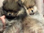Pommerse puppy's - фото 2
