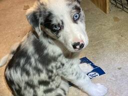 Prachtige Australian Shepherd-puppy's klaar voor een liefdevol thuis