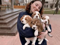 Prachtige Beagle-puppy's.