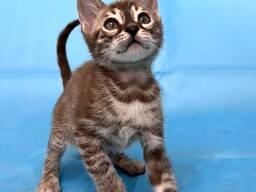 Prachtige Bengaalse kittens beschikbaar – 11 weken oud