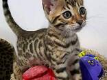 Prachtige Bengaalse kittens – Thuis opgevoed &amp; Mooi - фото 1