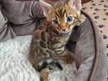 Prachtige Bengaalse kittens – Thuis opgevoed &amp; Mooi - фото 2