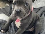Bolle Cane Corso pups - фото 3