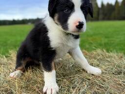 Prachtige Border Collie puppy’s