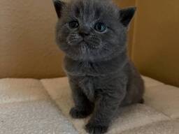 Prachtige Britse Korthaar Kittens