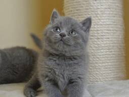 Prachtige Britse Korthaar Kittens. . WhatsApp ons op: 27848239748