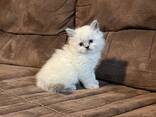 Prachtige Britse langhaar kittens - photo 2