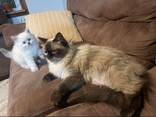 Prachtige Britse langhaar kittens - photo 3