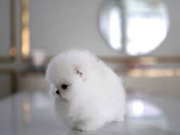 Prachtige bruin-witte Pomeriaan-puppy's van 7 weken oud beschikbaar