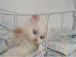 Prachtige chocoladekleurige Perzische kittens. WhatsApp ons op: 27848239748