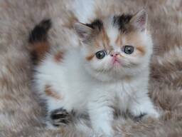 Prachtige Doll Face Exotic. WhatsApp ons op: 27848239748