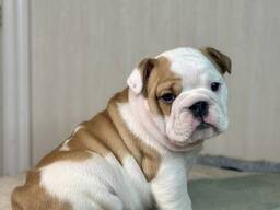 Prachtige Engelse Bulldog-puppy's van 8 weken oud beschikbaar
