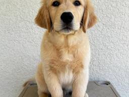 Prachtige Fox Red Labrador-puppy's