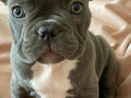 Prachtige Franse bulldogpuppy's van 9 weken oud beschikbaar