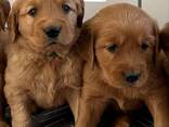 Prachtige Golden Retriever pup van 10 weken oud – klaar voor een liefdevol thuis! - фото 2